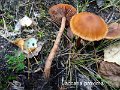Laccaria proxima-amf1060